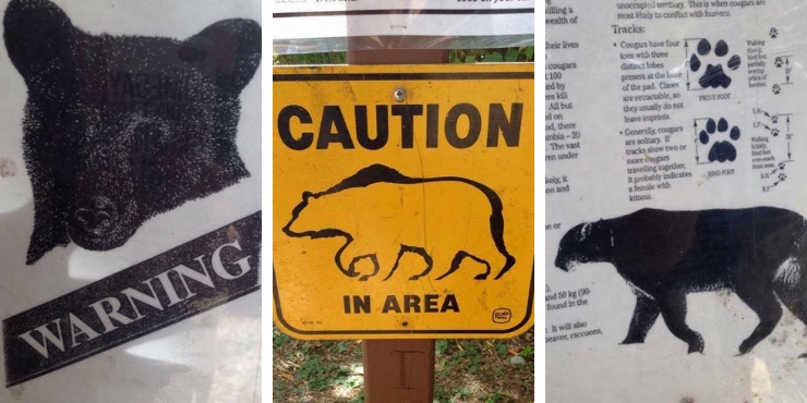 BEARS AND COUGAR'S ON VANCOUVER ISLAND