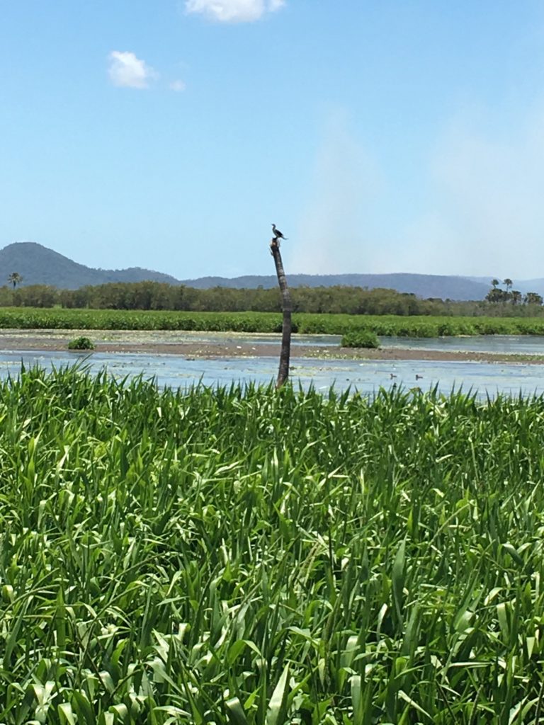bird on a branch near some water in northern queensland