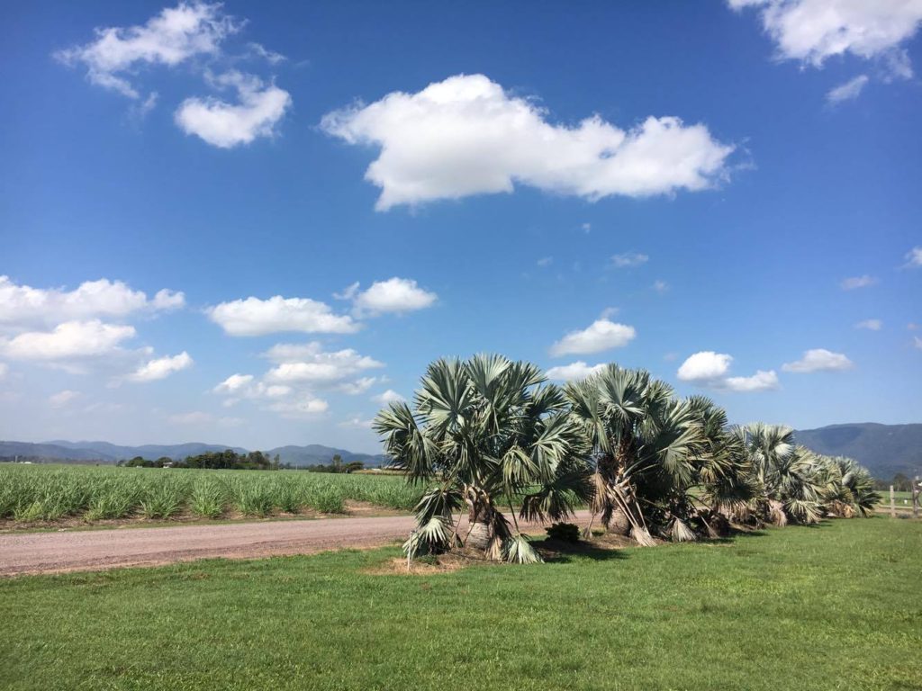 beautiful sugar cane farm