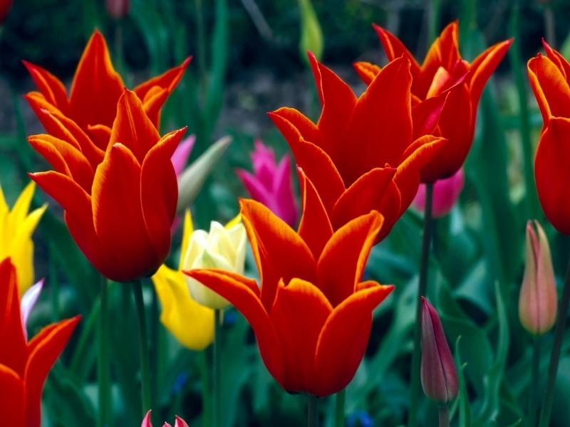 Tulips at Butchart Gardens.