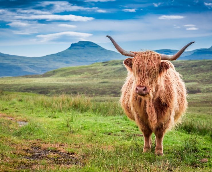 Highland cow