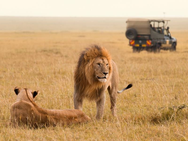 Lions with a jeep in the background