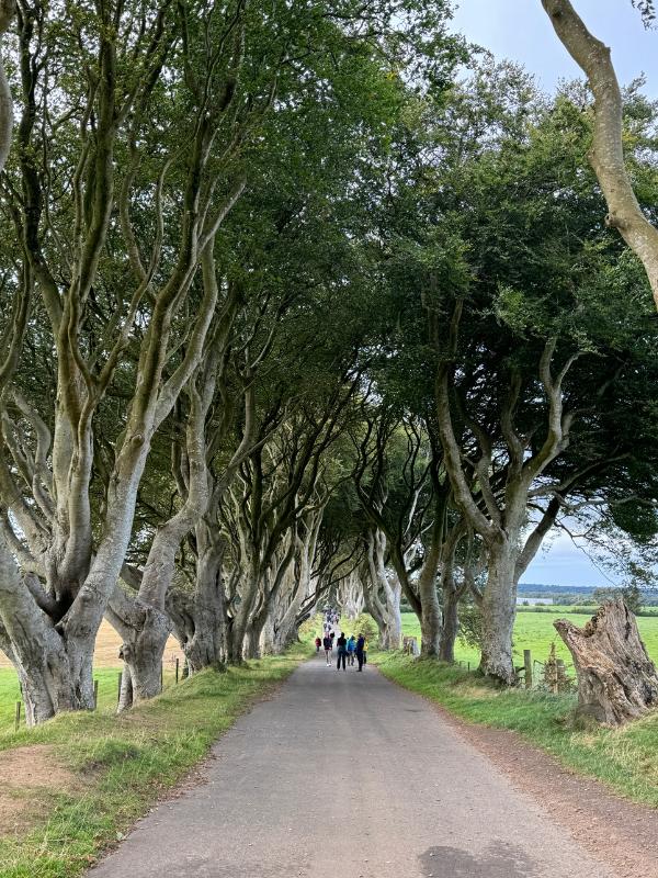 Dark Hedges