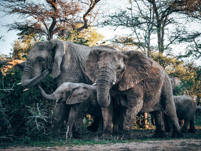 Elephants.
