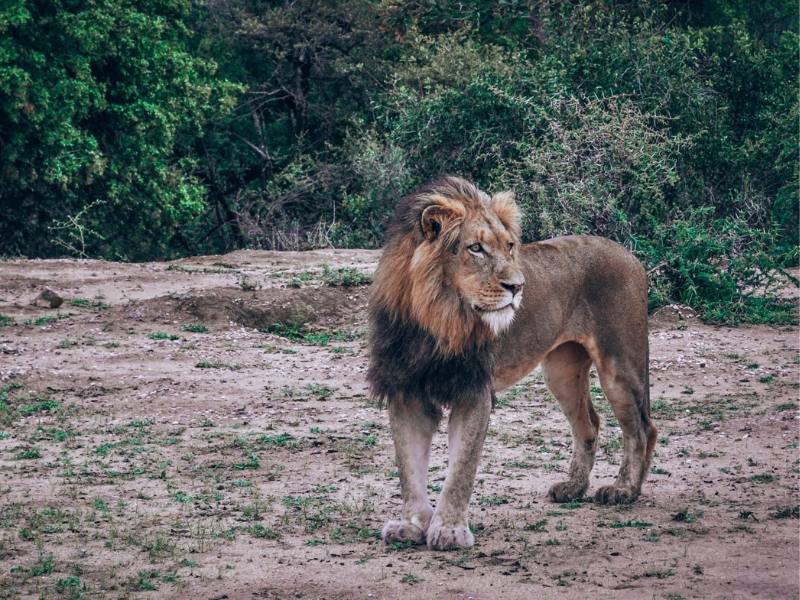 Lion.