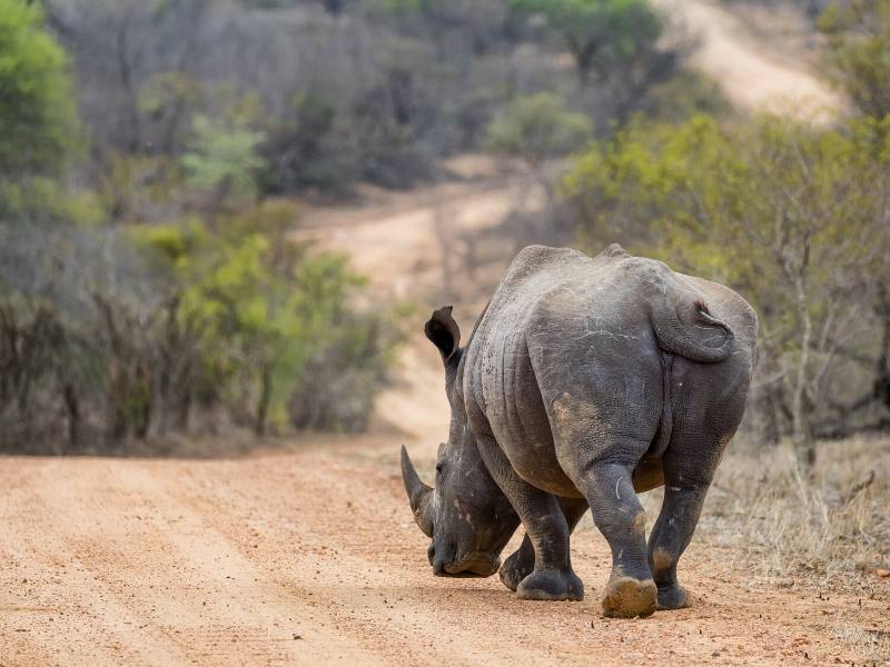 Rhino.