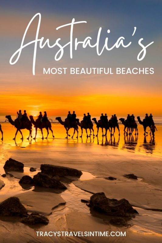 Camels walking across a beach at sunset