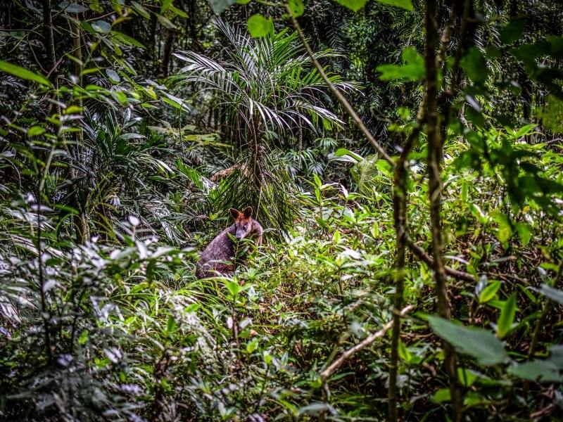 Gondwana Rainforests in Australia.