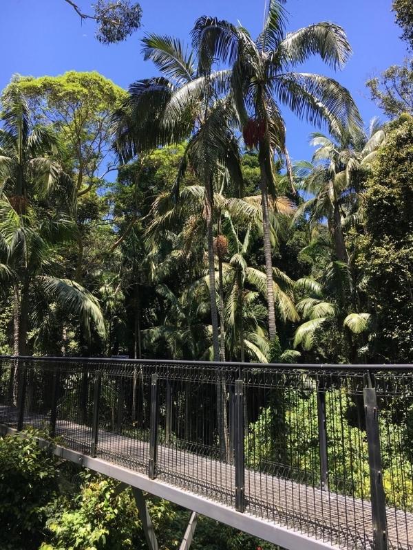 Tamborine Mountain Skywalk.
