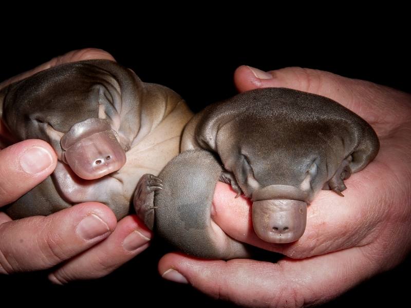 Baby platypus.
