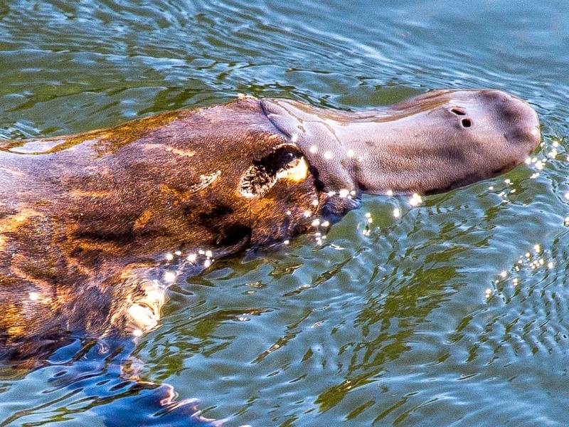 Duck-billed platypus in the water.