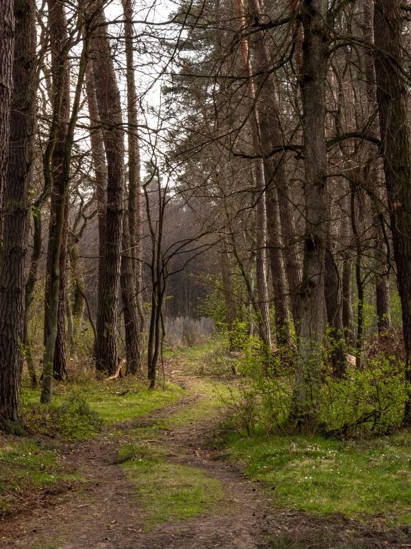 Niepolomice Forest
