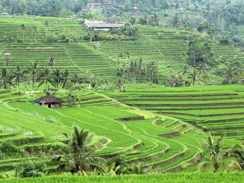 Jatiluwih Rice Terraces.