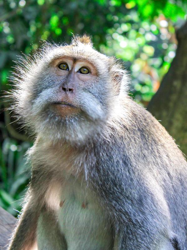 Monkey forest Bali.