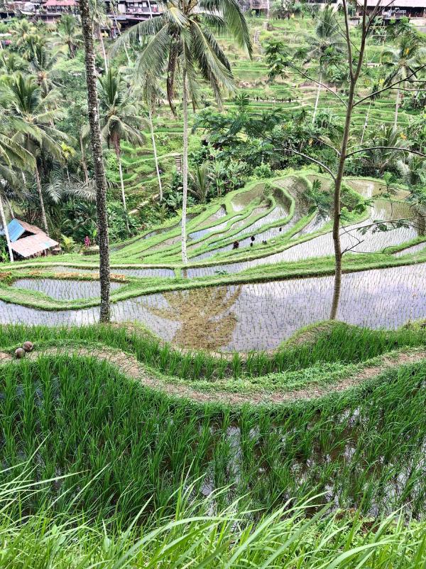 Tegalalang Rice Terraces