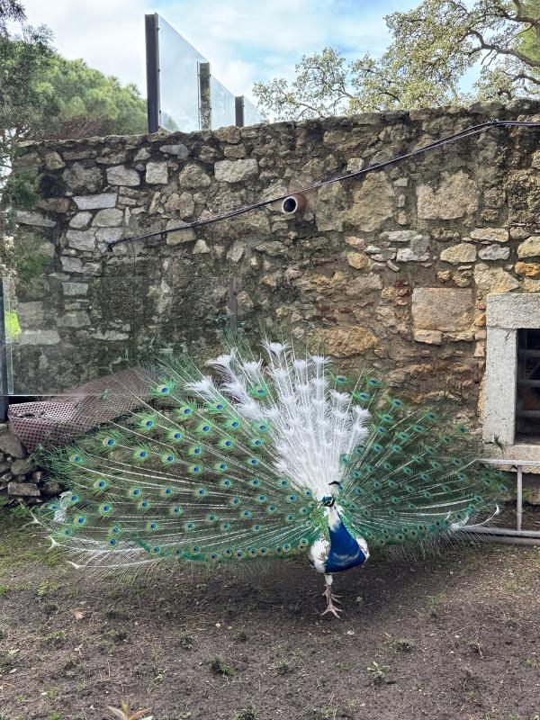 Peacock