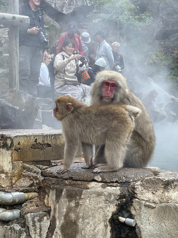 Monkeys in Japan