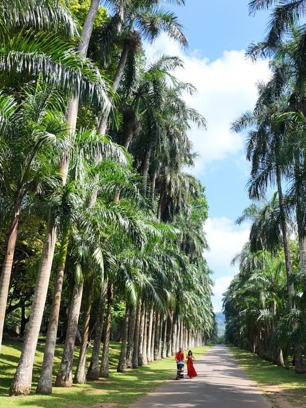 Botanic gardens Kandy
