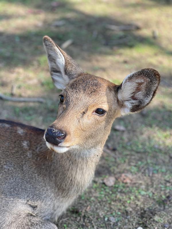 Deer at Nara