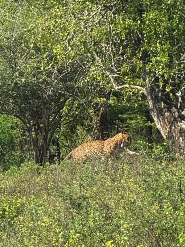 Leopard at Yala