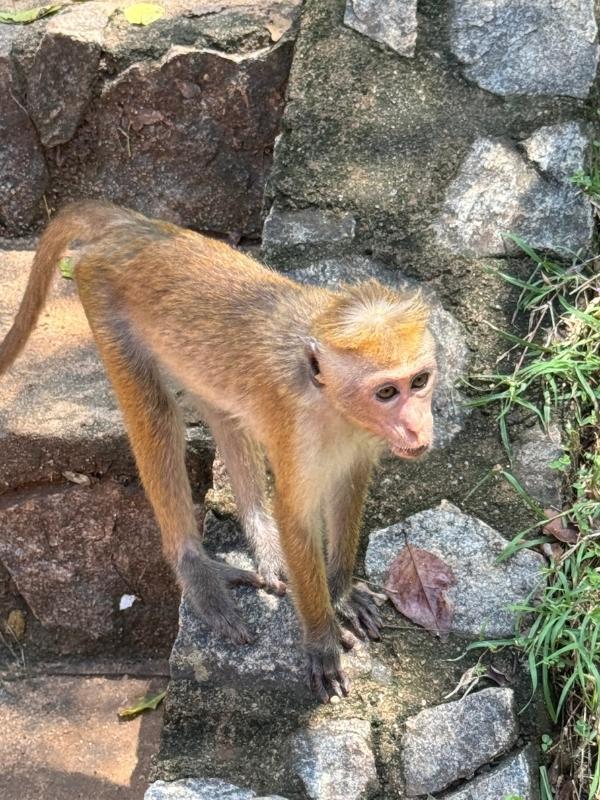 Monkey