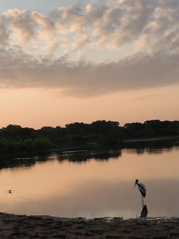 Yala National Park at dawn