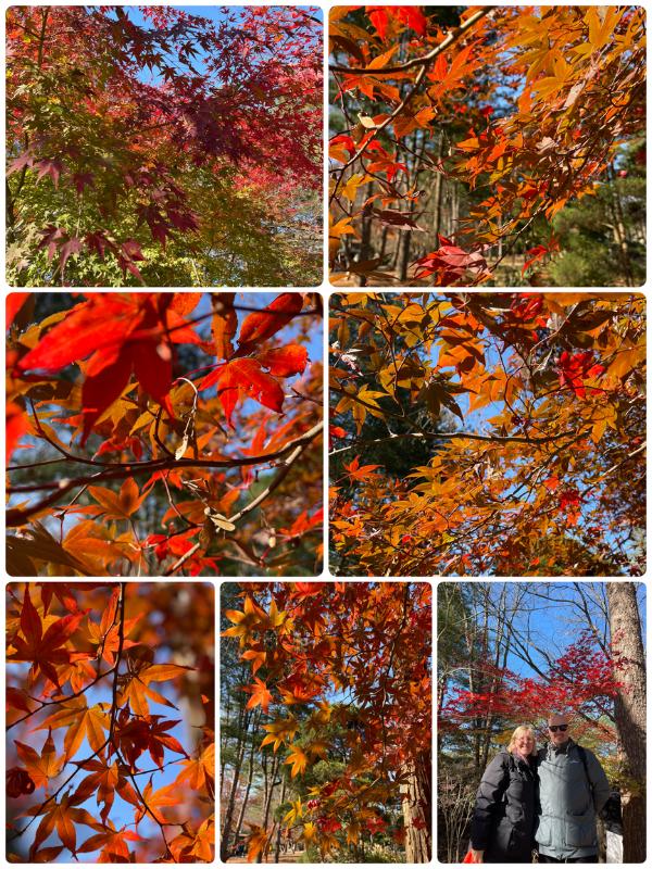 Autumnal leaves on Nami Island