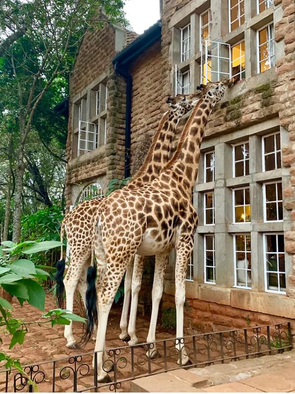 Episode 68 Giraffes at Giraffe Manor Kenya.