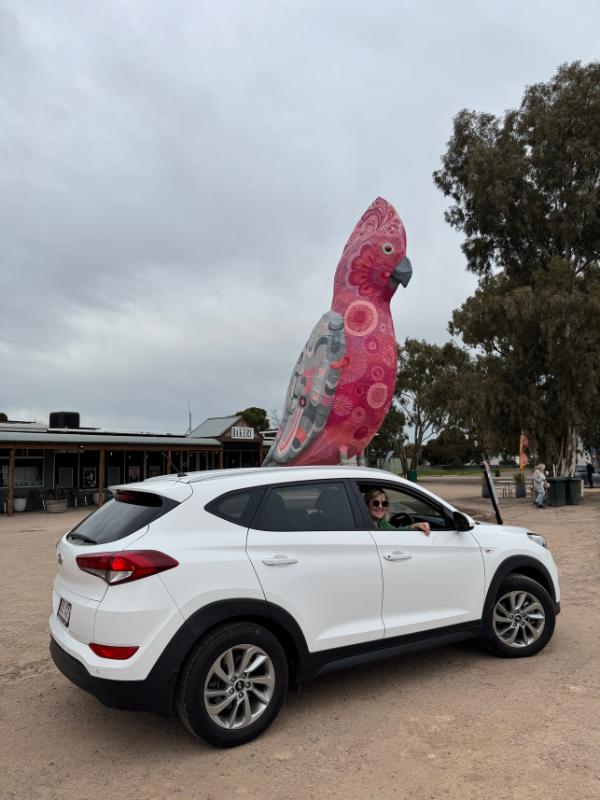 Australia road trip Giant Gallah