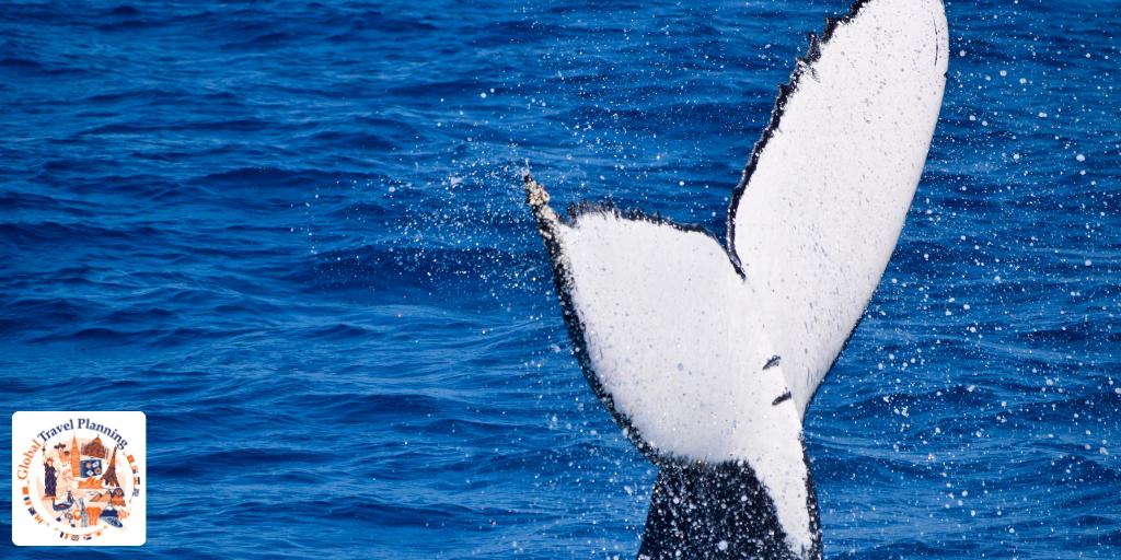 Episode 83 Global Travel planning podcast Queensland animals