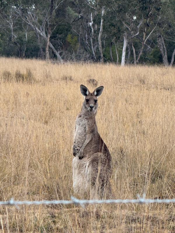 Kangaroo