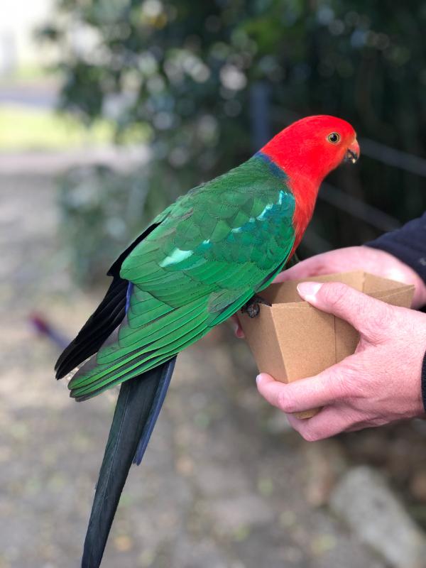 King Parrot at OReillys