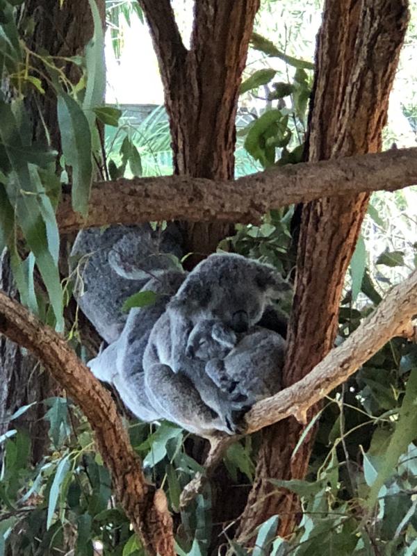 Koala