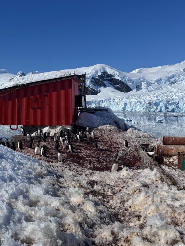 Lots of penguins to see when visiting Antarctica.