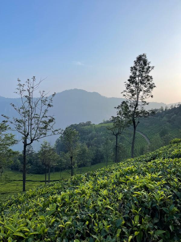 Tea plantations