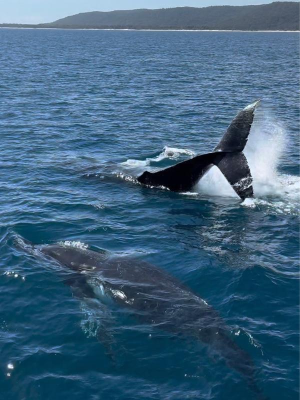 Whales in Moreton Bay