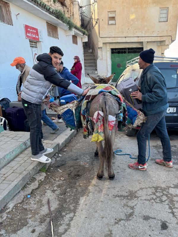 Donkeys taking cases