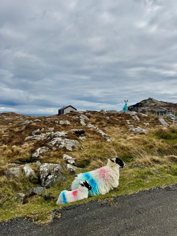Sheep and lamb