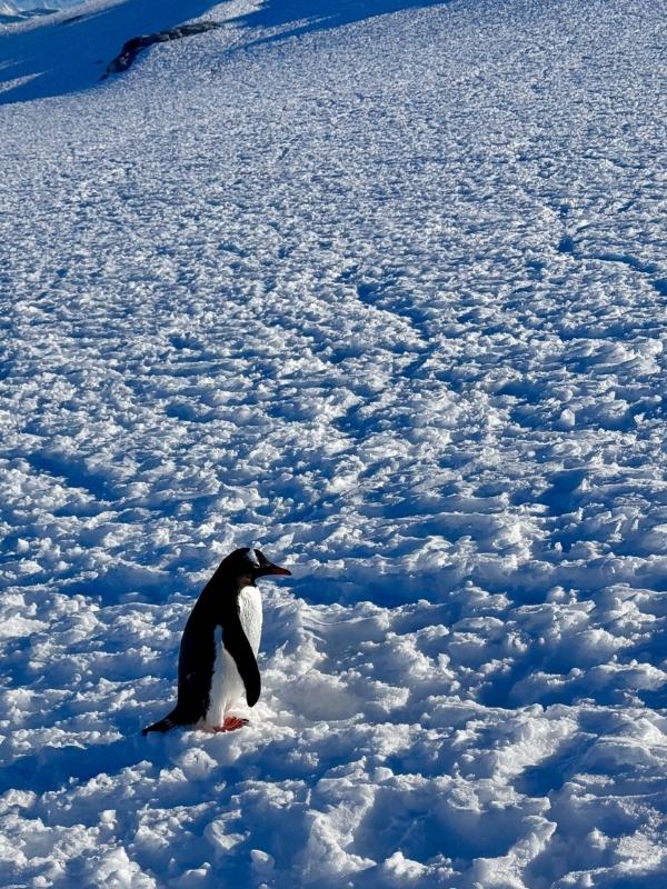 A single penguin standing on sea ice in Antarctica