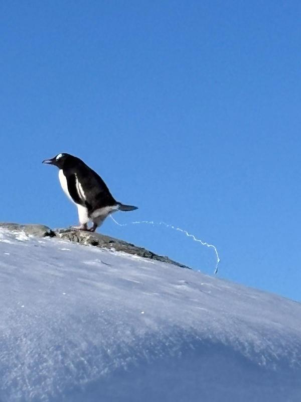 A lone penguin on a snowy slope under blue sky in Antarctica