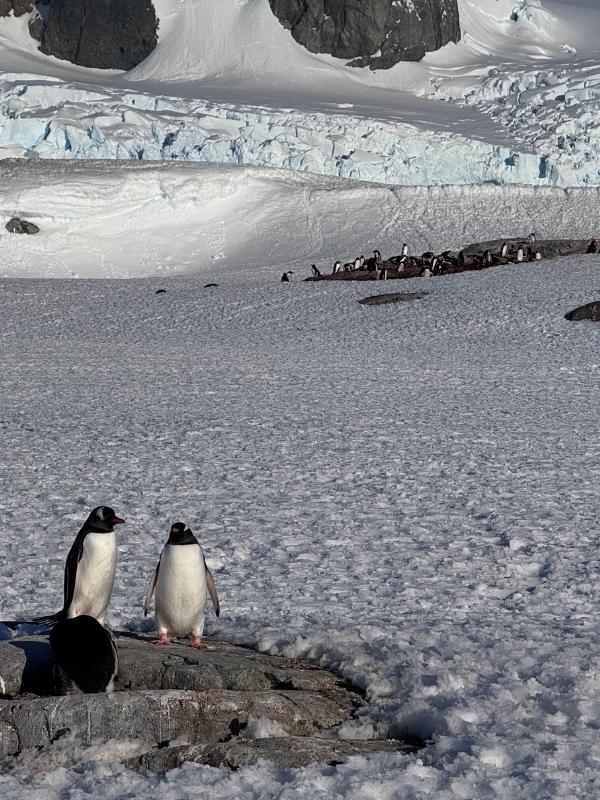 A small group of penguins standing on rocky ground in Antarctica