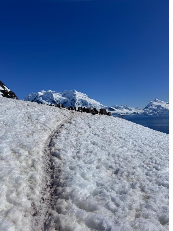 An untouched snow path winding across pristine early-season Antarctic snow