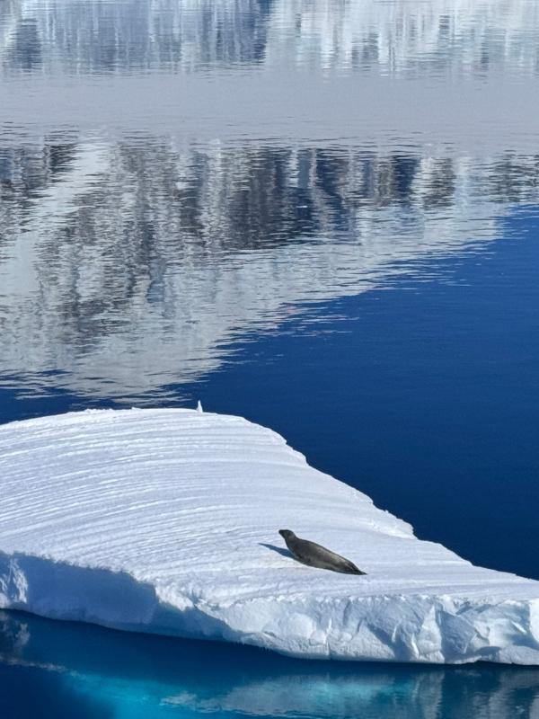 A seal resting on a flat iceberg, with snowy mountains reflected in the still blue water behind