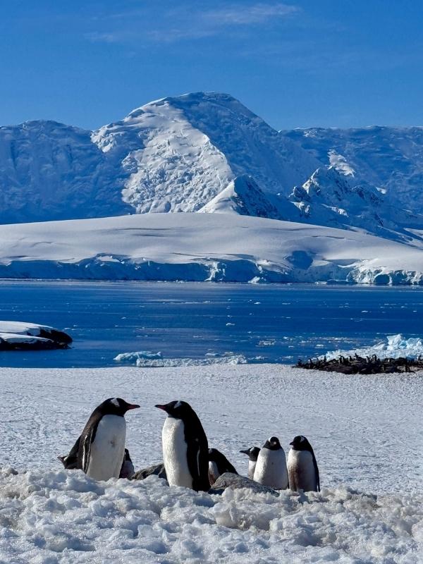 Penguins on snow with an expedition ship and mountains behind in Antarctica