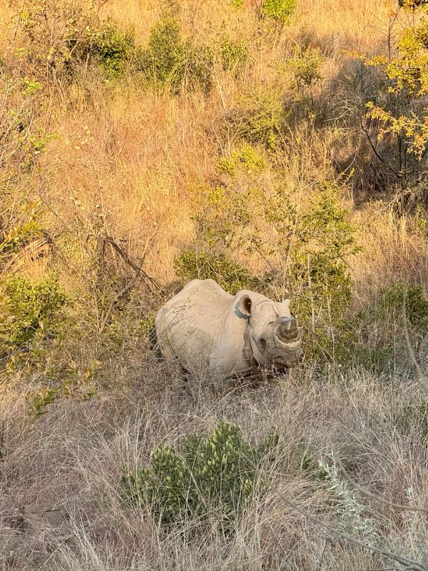 Black Rhino
