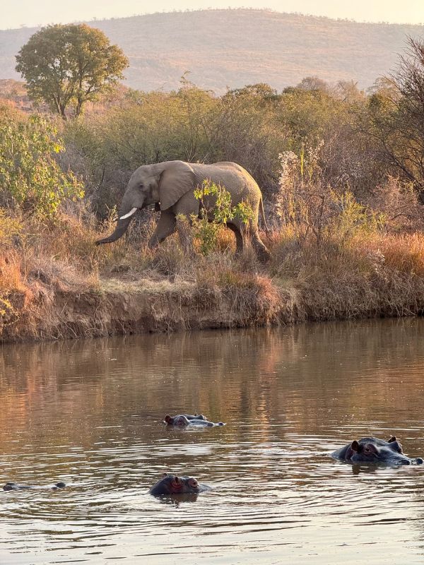 Elephant and hippo