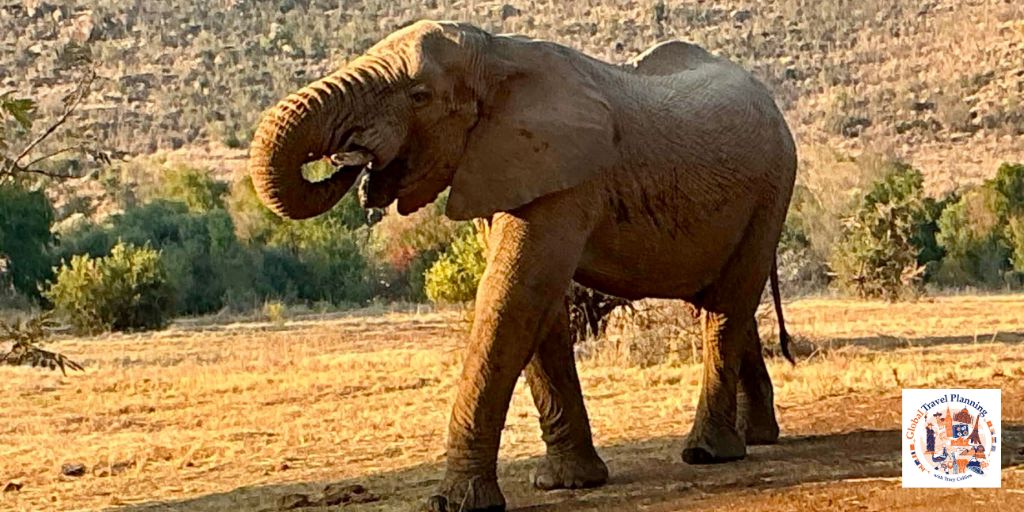 Elephant walking on a dusty road