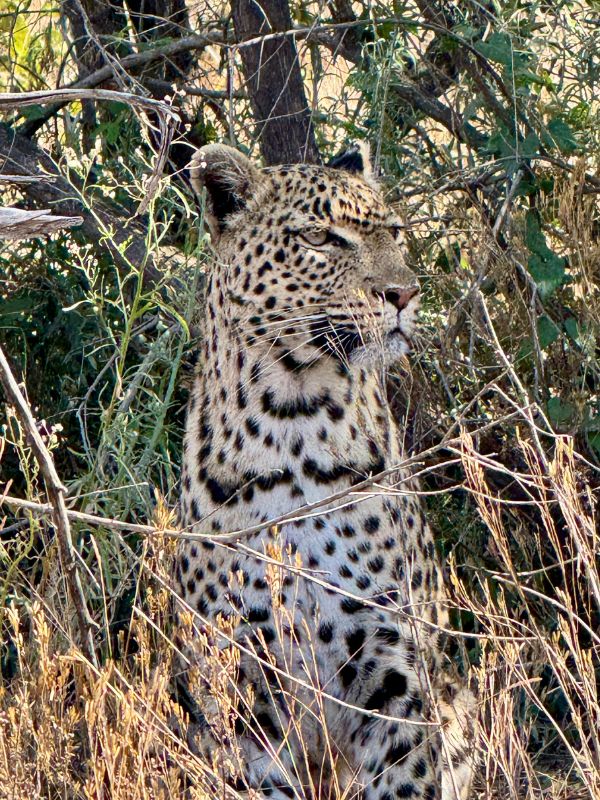 Leopard