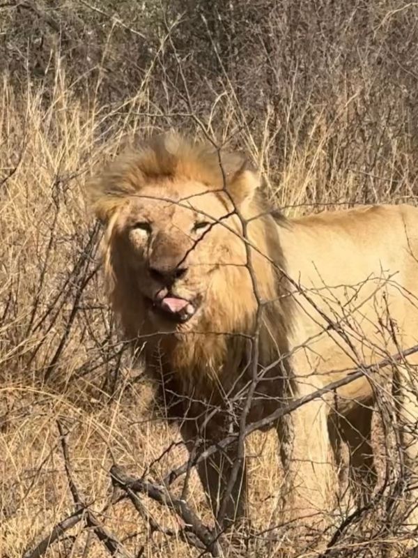 Lion