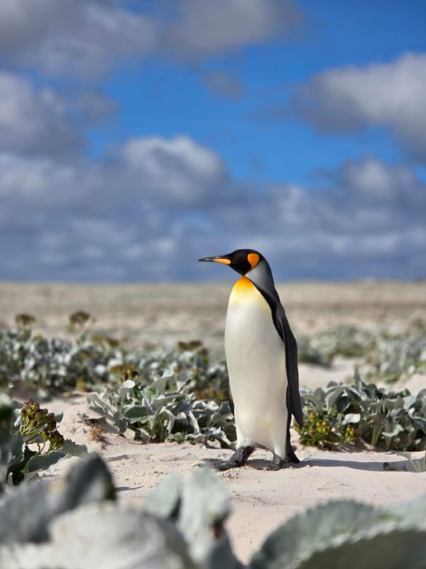 Emperor Penguin